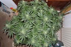 G13 Haze #2 18 days fl (6) (800x532)