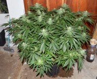 G13 Haze #2 18 days fl (7) (800x653)