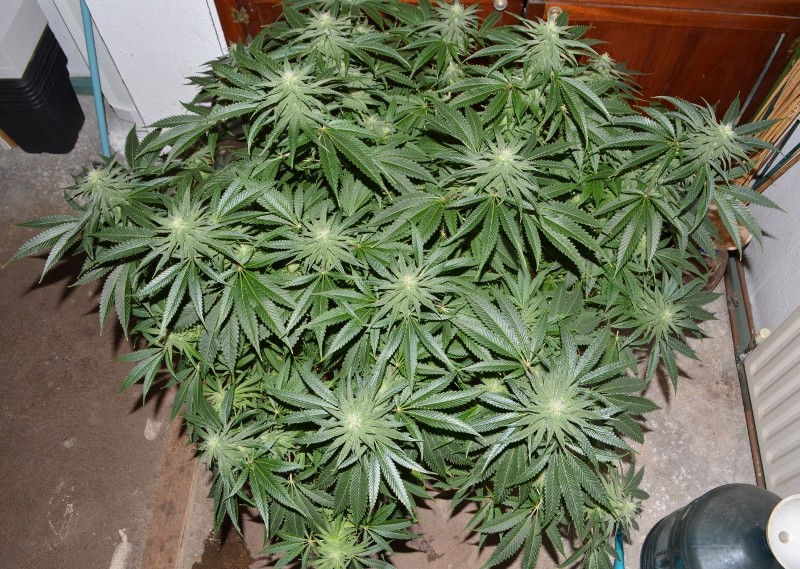 G13 Haze #2 18 days fl (8) (800x569)