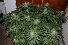 G13 Haze #2 18 days fl (9) (800x532)