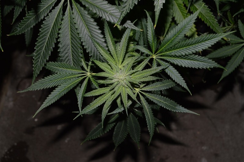 G13 Haze #2 18 days fl (10) (800x532)