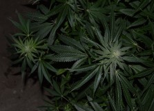 G13 Haze #2 18 days fl (11) (800x574)