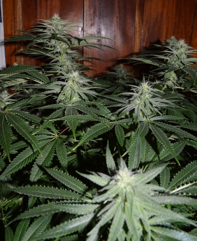 G13 Haze #2 18 days fl (13) (656x800)