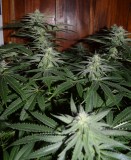 G13 Haze #2 18 days fl (13) (656x800)