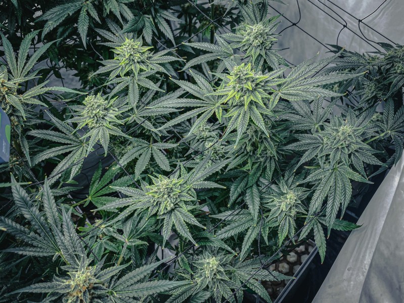 F2C4E6A5-27E6-45AB-ADF5-56E343E0E0A4