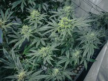 F2C4E6A5-27E6-45AB-ADF5-56E343E0E0A4