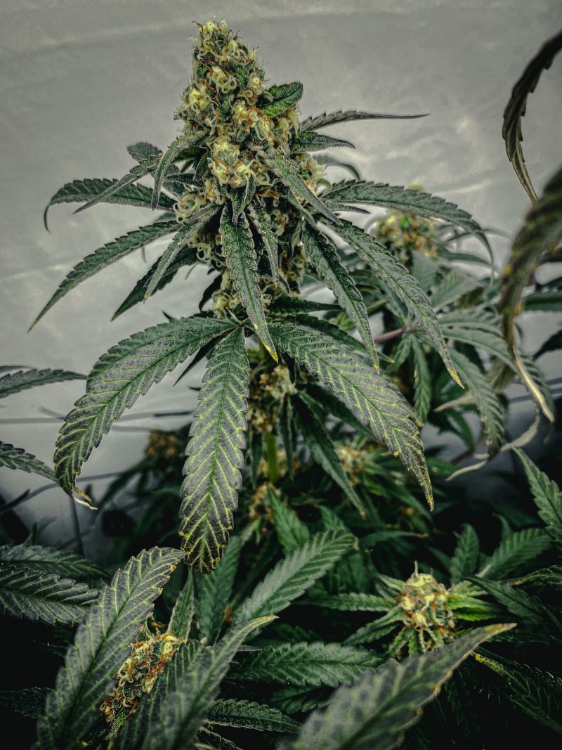 5059FF9D-CBD3-472A-8361-413C24AA6B24