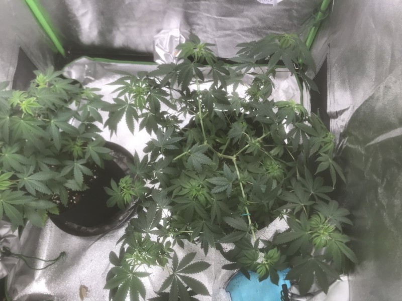 FAEDCAC1-F9D5-4530-8EE5-AF718116529F