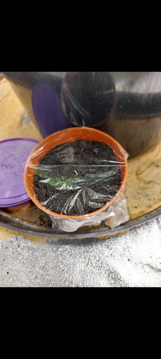 Screenshot_20220312-083034_Gallery