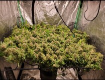 Screenshot_20220312-135944_Photos