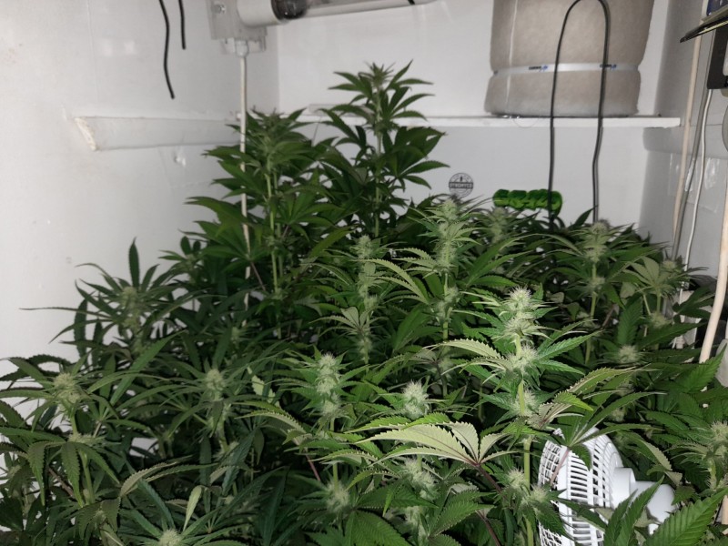 Cindy 99 & Super Skunk