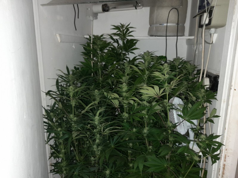 Cindy 99 & Super Skunk