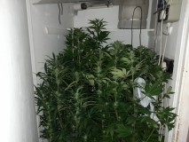 Cindy 99 & Super Skunk