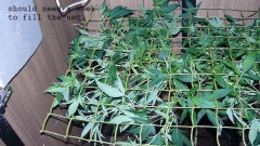 vk ip scrog day1 003