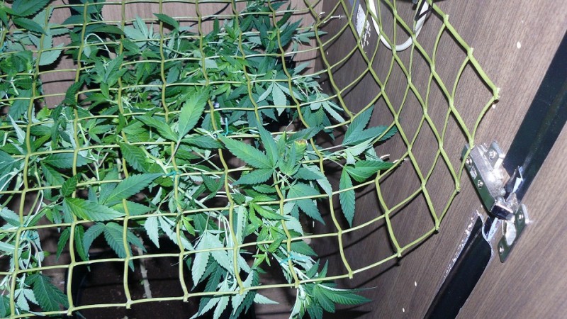 vk ip scrog day1 004