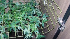 vk ip scrog day1 004