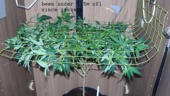 vk ip scrog day1 005