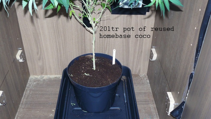 vk ip scrog day1 006