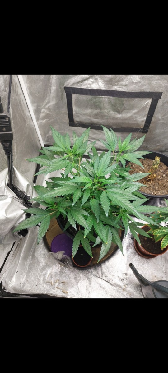 Screenshot_20220314-065639_Gallery