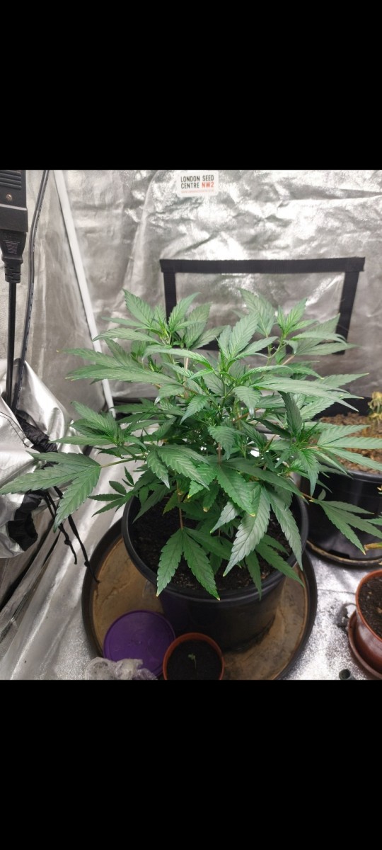 Screenshot_20220314-065633_Gallery