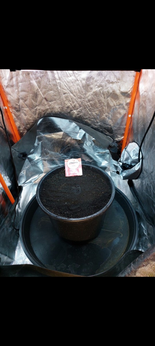 Screenshot_20220316-110835_Gallery