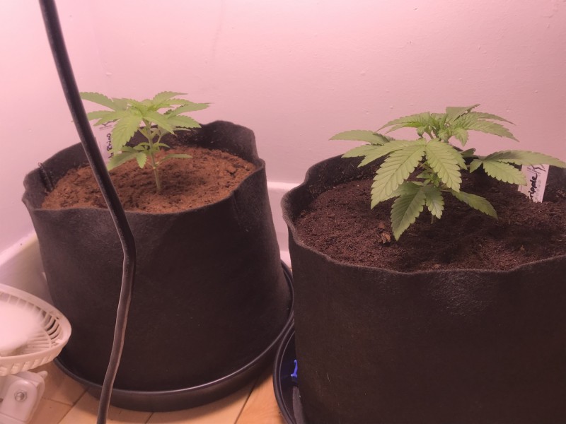 C3C62C58-7CAB-411C-AB81-F134F343DE68