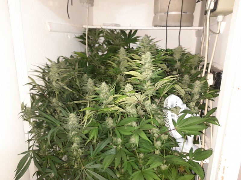 Cindy 99 & Super Skunk