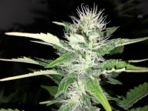 Cindy 99 & Super Skunk