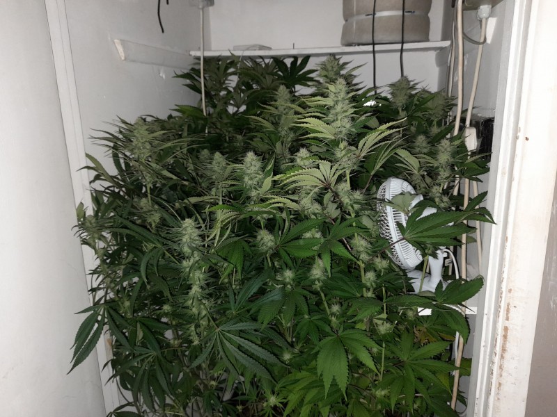 Cindy 99 & Super Skunk