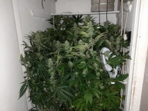 Cindy 99 & Super Skunk