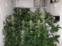 Cindy 99 & Super Skunk