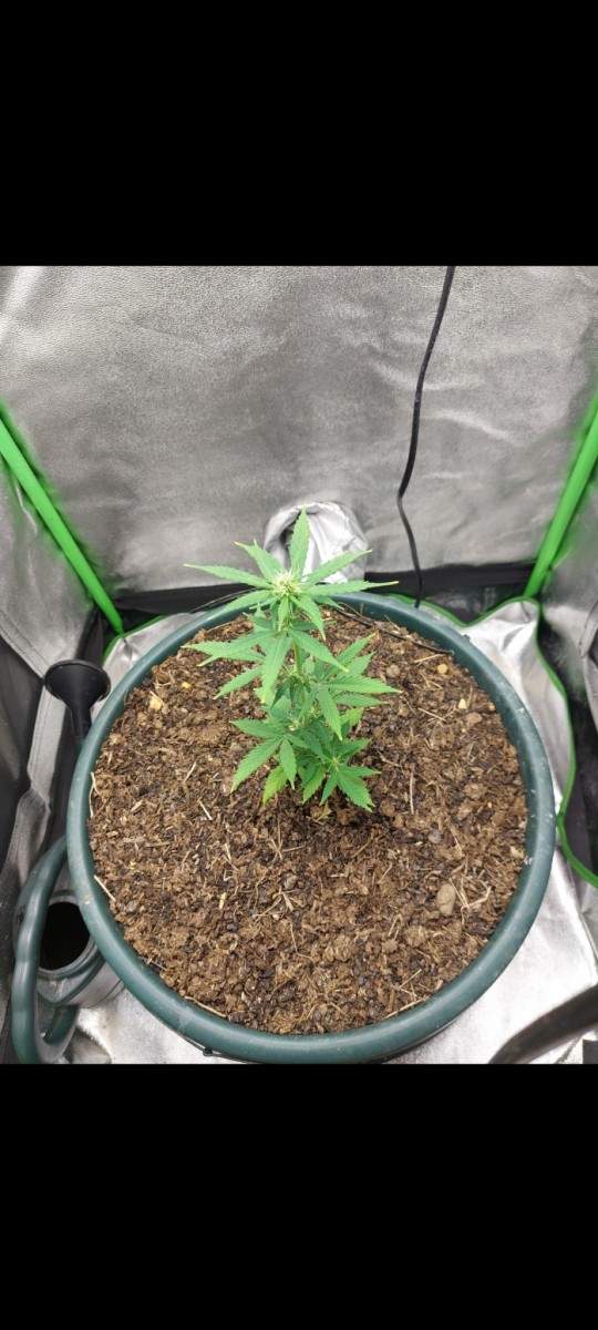 Screenshot_20220322-083946_Gallery