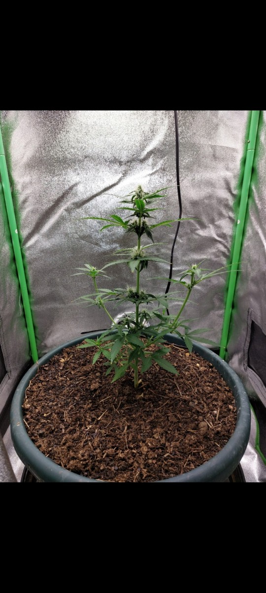 Screenshot_20220322-115854_Gallery