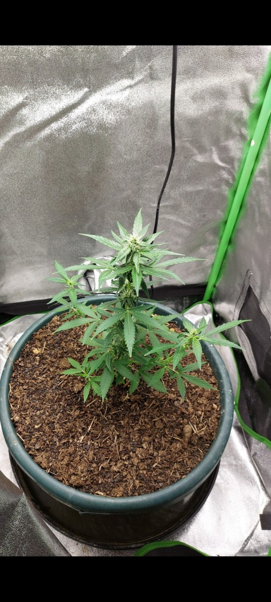 Screenshot_20220322-115832_Gallery