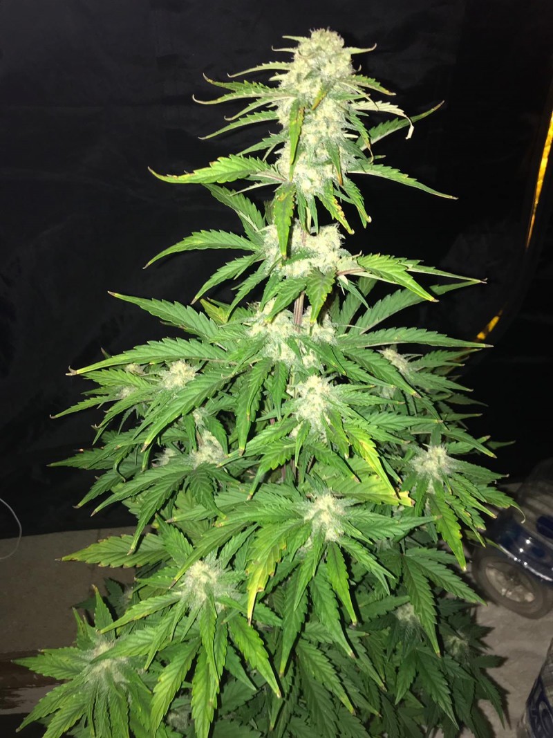 OG Kush AutoFlower Cannabis
