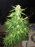 OG Kush AutoFlower Cannabis