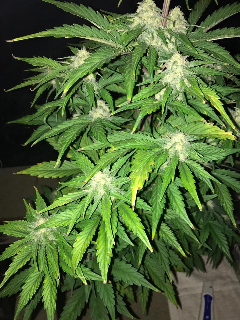 OG Kush AutoFlower Cannabis