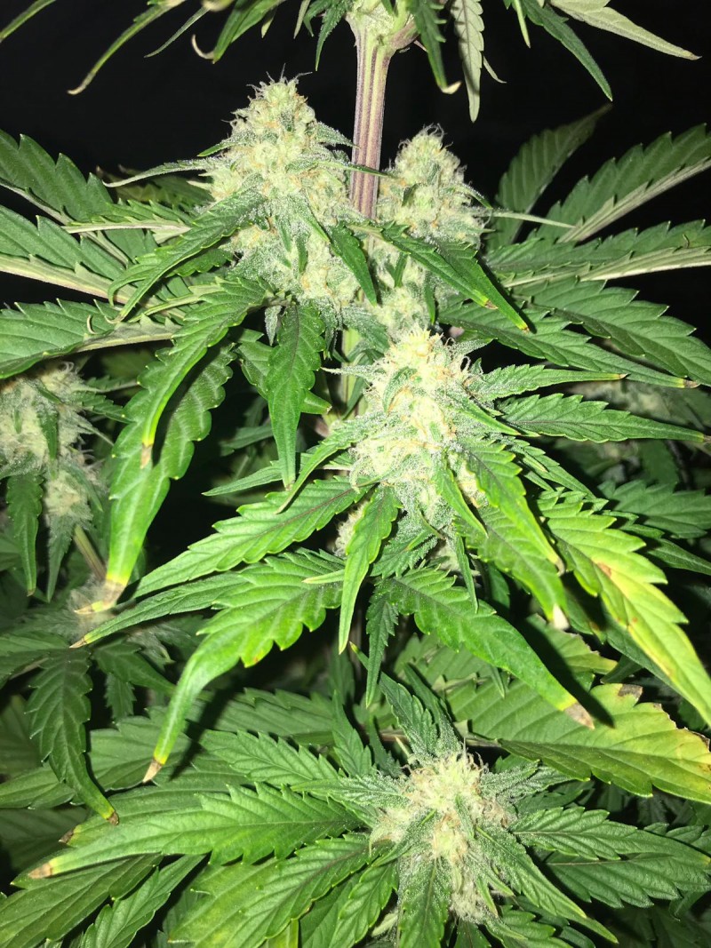 OG Kush AutoFlower Cannabis