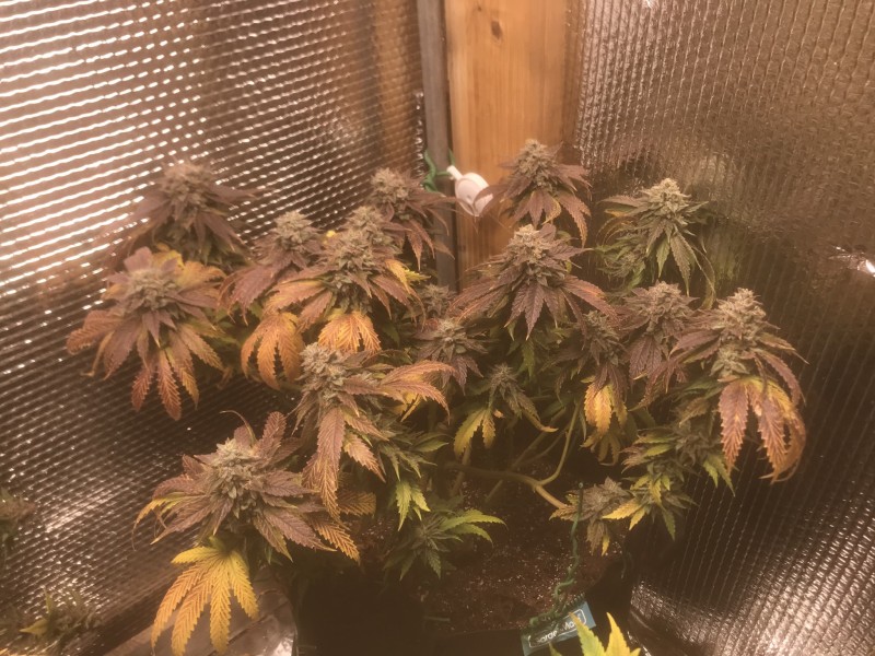 DEAFC784-86C2-4783-BFA9-A69FAEB47B56