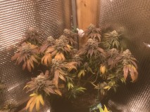 DEAFC784-86C2-4783-BFA9-A69FAEB47B56