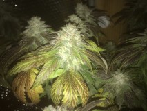 FB5CD53F-05A8-4928-8BA9-F83575562C8E