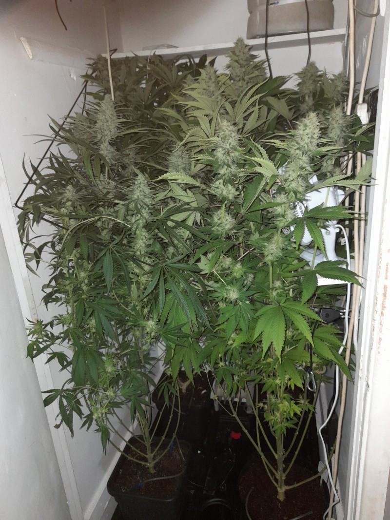 Cindy 99 & Super Skunk