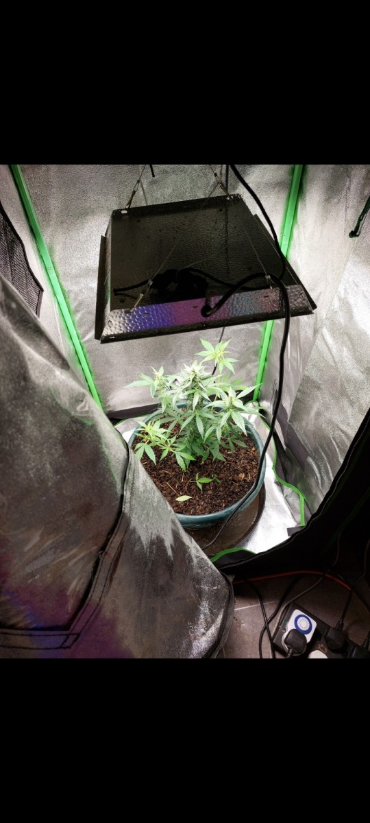 Screenshot_20220328-175311_Gallery