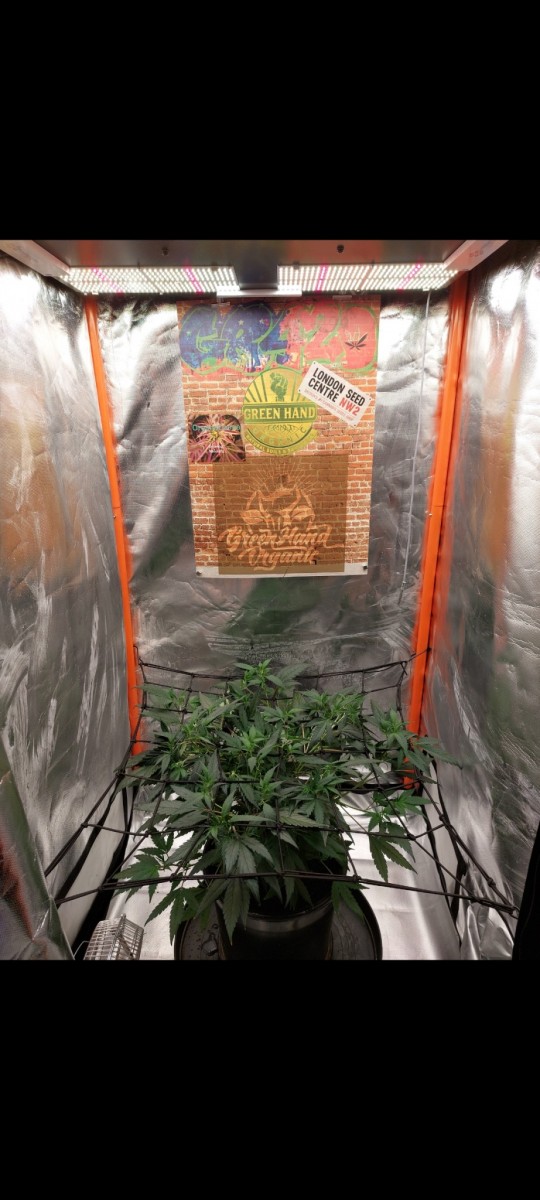 Screenshot_20220328-175300_Gallery