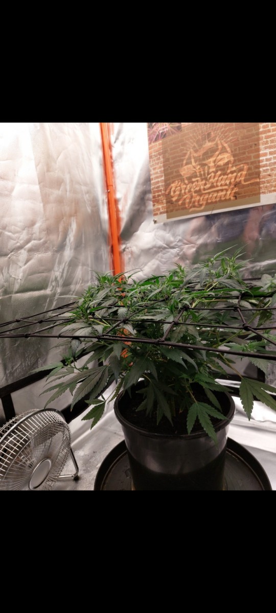 Screenshot_20220328-175253_Gallery