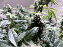 BAE03B3B-9BB4-44A3-973C-715BA1B8CEF3