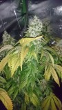 sour d mammoth p