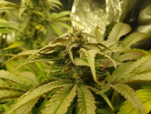 Meat pie shitty pheno