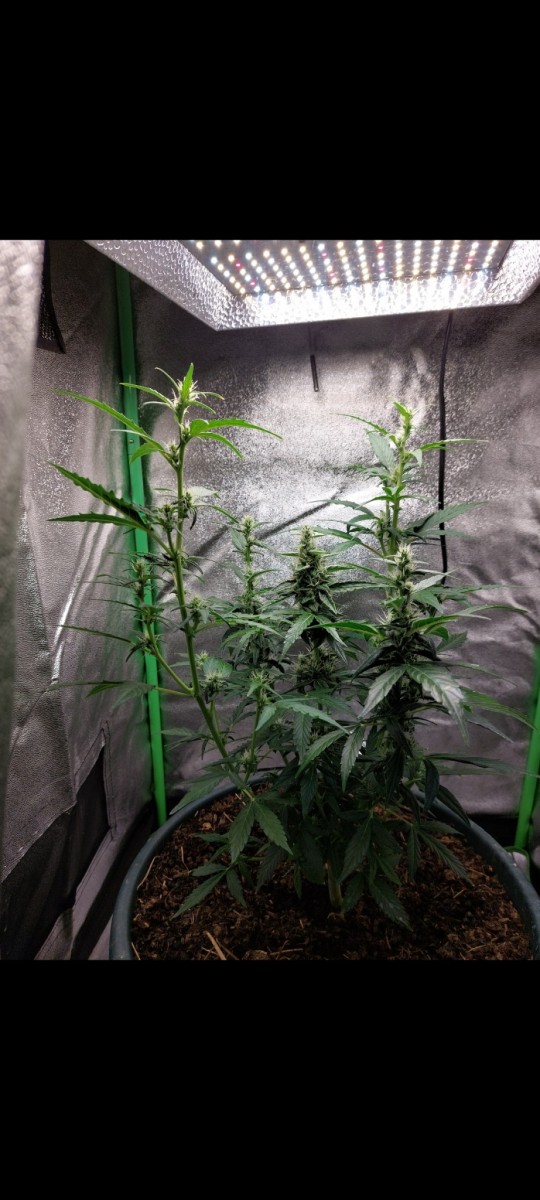 Screenshot_20220404-082847_Gallery