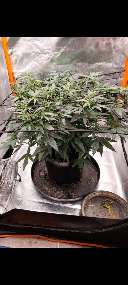 Screenshot_20220407-101432_Gallery